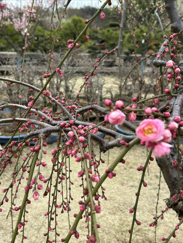2.21 莘莊梅園實況｜「梅」不勝收，獨佔春色，專場