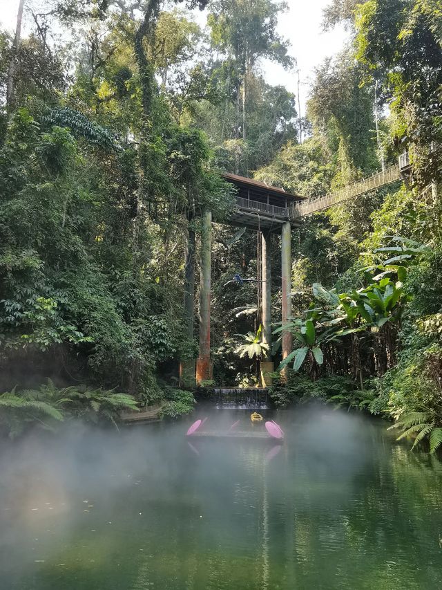 景洪5日遊 植物園探秘之旅別錯過