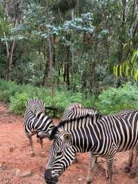 聽勸！不要輕易來雲南野生動物園！因為…