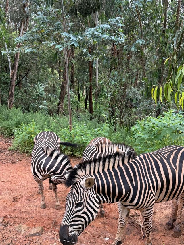 聽勸！不要輕易來雲南野生動物園！因為…