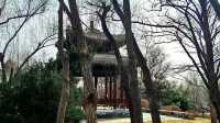 3月初的北塢公園，準備迎春了！