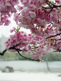 什麼神仙公園比櫻花還浪漫，超好拍