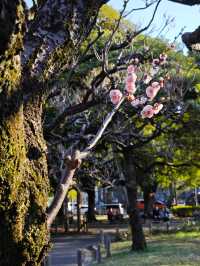 東京早春萬勿錯過：芝公園古梅正當時
