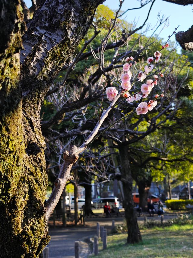 東京早春萬勿錯過：芝公園古梅正當時