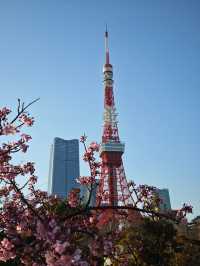 東京早春萬勿錯過：芝公園古梅正當時
