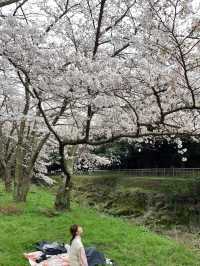 濟州島三月限定🌸 小眾賞櫻公園大揭秘