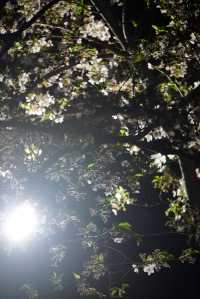人間三四月，芳菲無邊界—杭州春季賞花指南