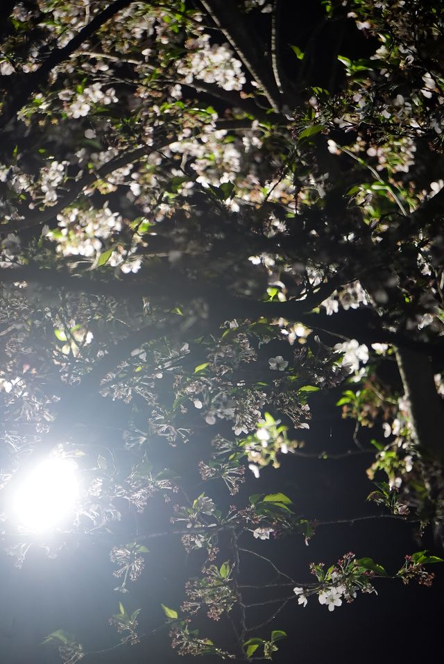 人間三四月，芳菲無邊界—杭州春季賞花指南