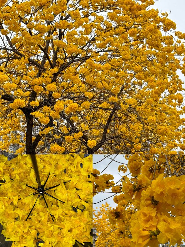 黃花風鈴木的春日浪漫|||春日賞花