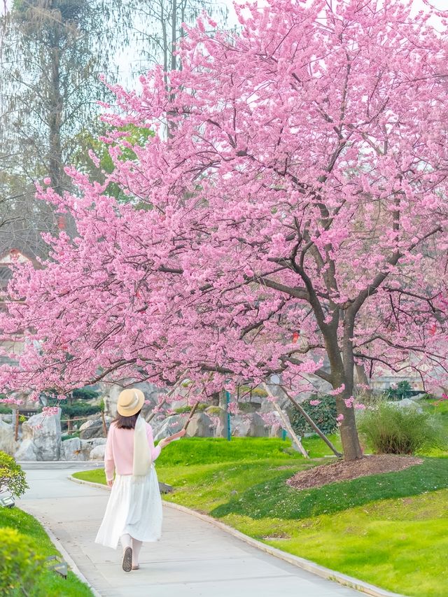 武漢櫻花實況 武漢櫻花實況