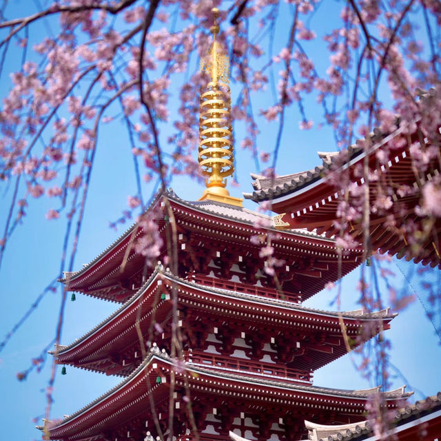 🌸三月日本賞櫻必打卡|淺草寺+清水寺 🌸三月日本賞櫻必打卡|淺草寺+清水寺
