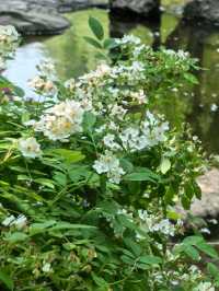 走進月季公園：解鎖多采月季，共赴花之盛宴