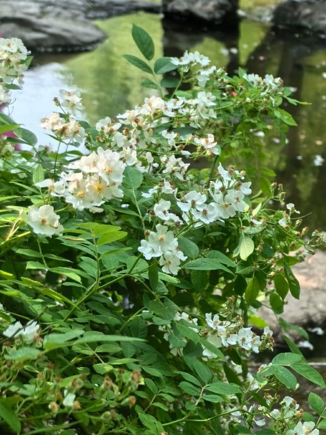 走進月季公園：解鎖多采月季，共赴花之盛宴