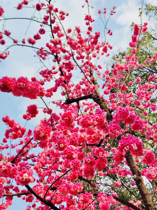 Kunming and Cherry blossom flowers 