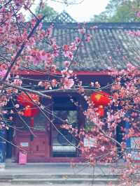 追個青羊宮梅花末班車，感受春天的中式浪漫