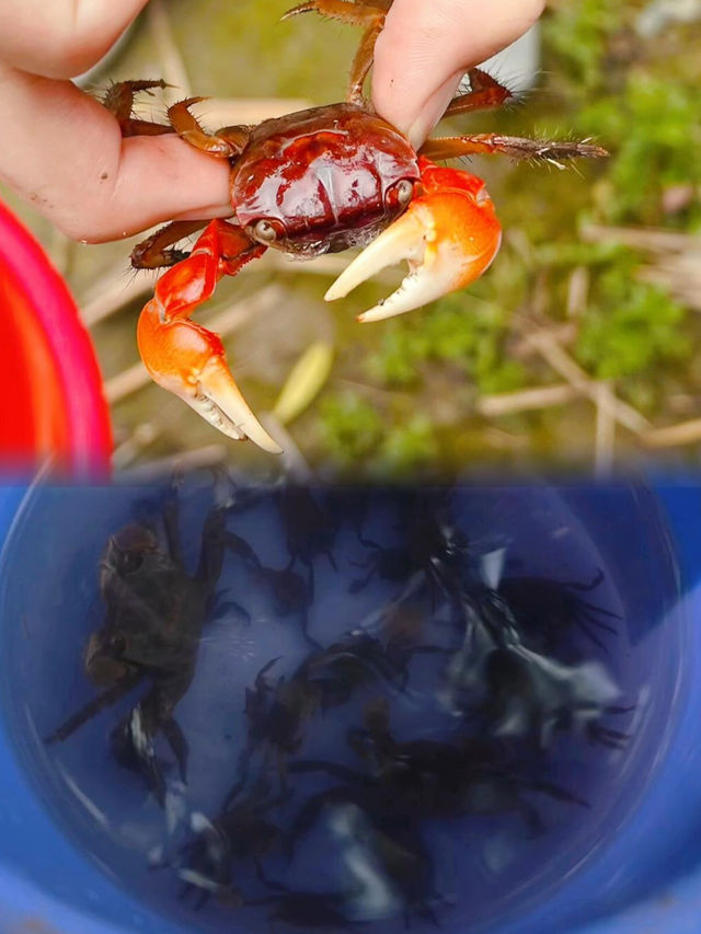 上海95%人不知道的寶藏公園捉蟹觀海