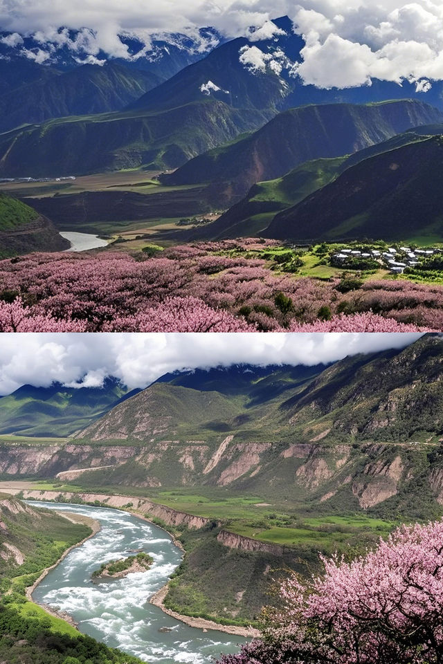 林芝桃花盛放！雪山花海美得令人窒息