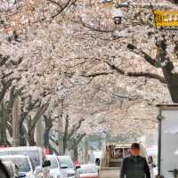 不愧是典農路❗️濟州島櫻花開滿直接衝🌸