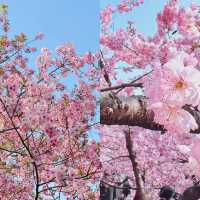 去東京賞櫻？講笑！我們武漢還沒發話呢！