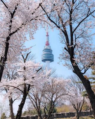 2025 Seoul Spring Cherry Blossom Guide | 4 Must-See Spots