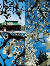 不走回頭路 普渡寺太廟中山公園玉蘭賞花路線