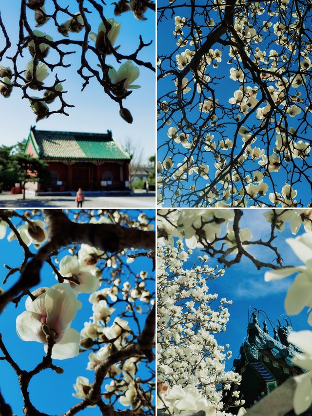 不走回頭路 普渡寺太廟中山公園玉蘭賞花路線