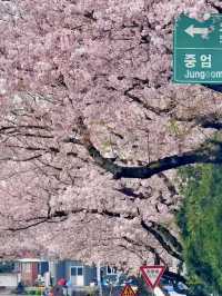 櫻映濟州，春行花海大道