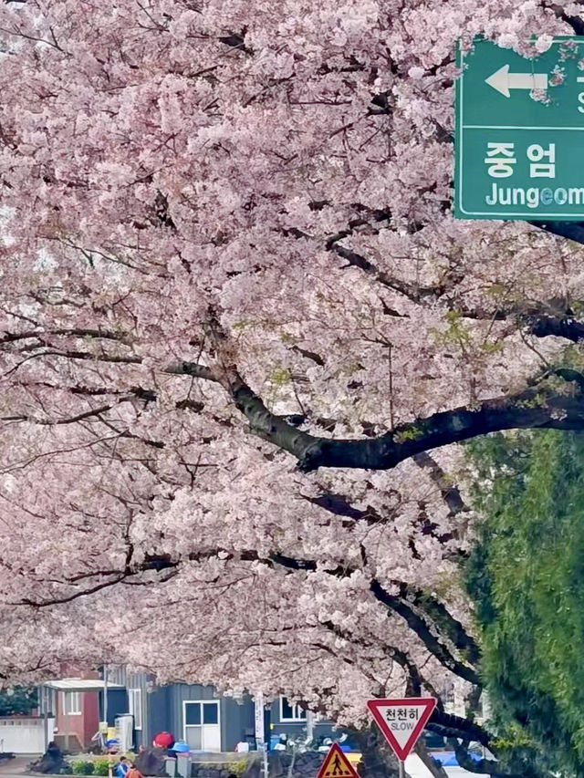 櫻映濟州，春行花海大道