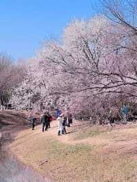 【春日限定】奧森桃花谷 花海美得令人心醉
