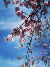 名古屋賞櫻攻略：歷史與現代交織的春日花海！