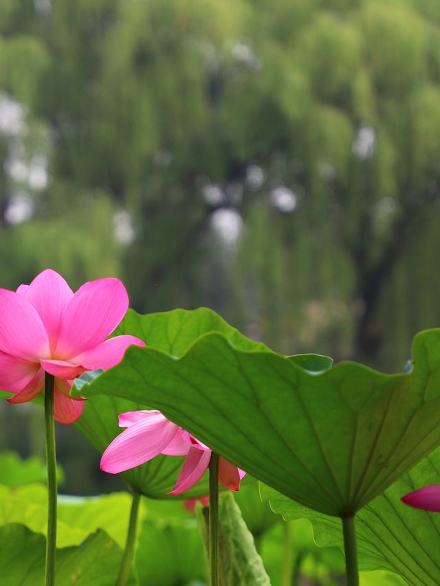 吉林市賞荷花·江濱公園賞荷攻略