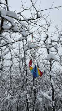 在春日裡去雪山撒歡