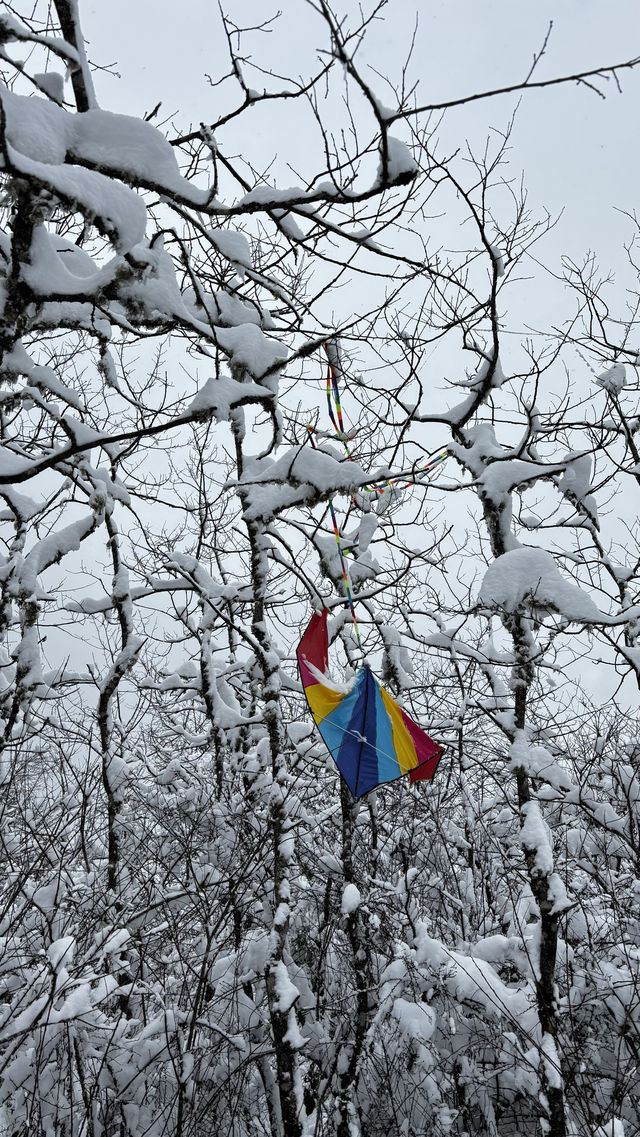 在春日裡去雪山撒歡