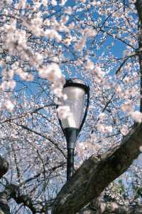 大連勞動公園嘅桃花已經靚到升華咗啦