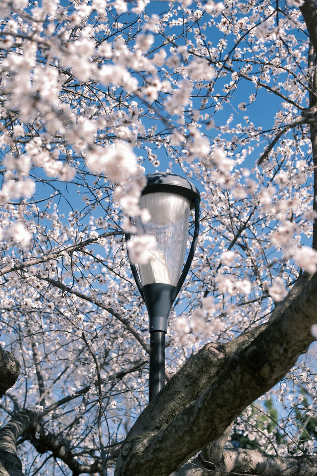 大連勞動公園嘅桃花已經靚到升華咗啦