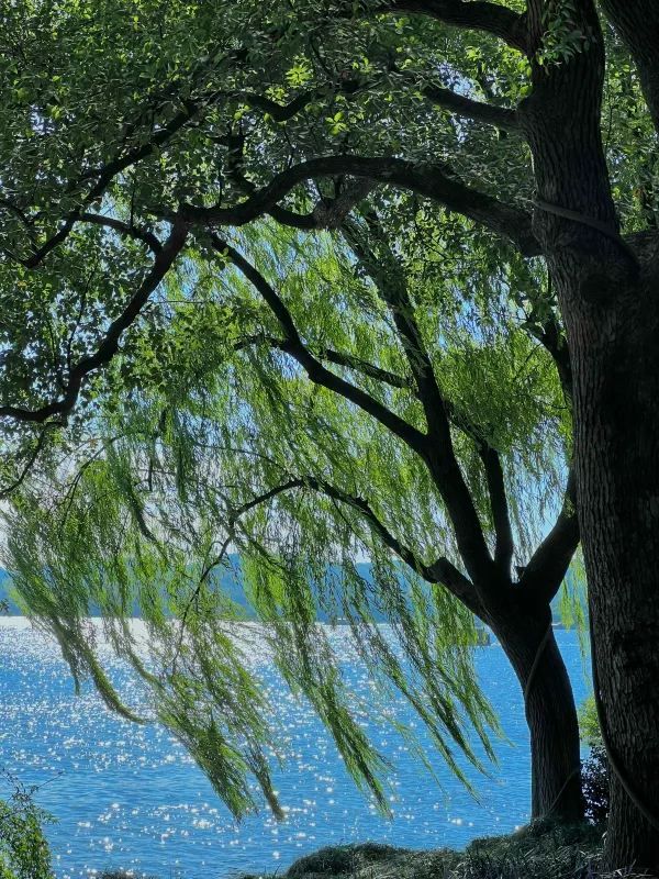 Discover the Beauty of West Lake with a 30,000-Step Adventure!