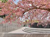 🌸在釜山民主公園，邂逅春天的粉色來信
