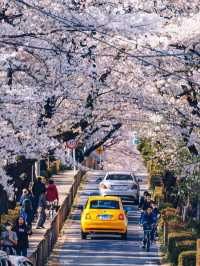 日本賞櫻🌸多條路線攻略請收好