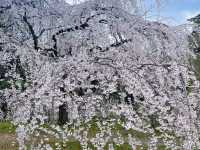 🌸京都六角堂 | 隱匿在古寺的櫻花之約