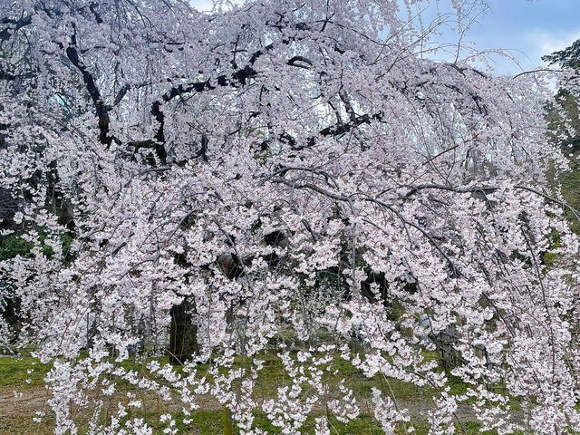 🌸京都六角堂 | 隱匿在古寺的櫻花之約