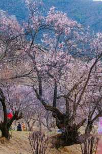 林芝桃花遊玩攻略，錯過又要等一年