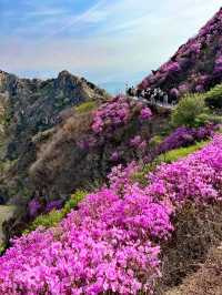 大連大黑山杜鵑花海超詳細遊玩攻略