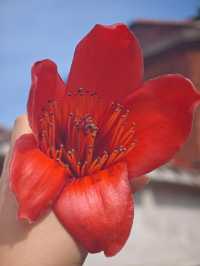 廈門·鼓浪嶼4月賞花攻略