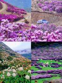 《谷克德：索瑪花盛放處的自在旅途》