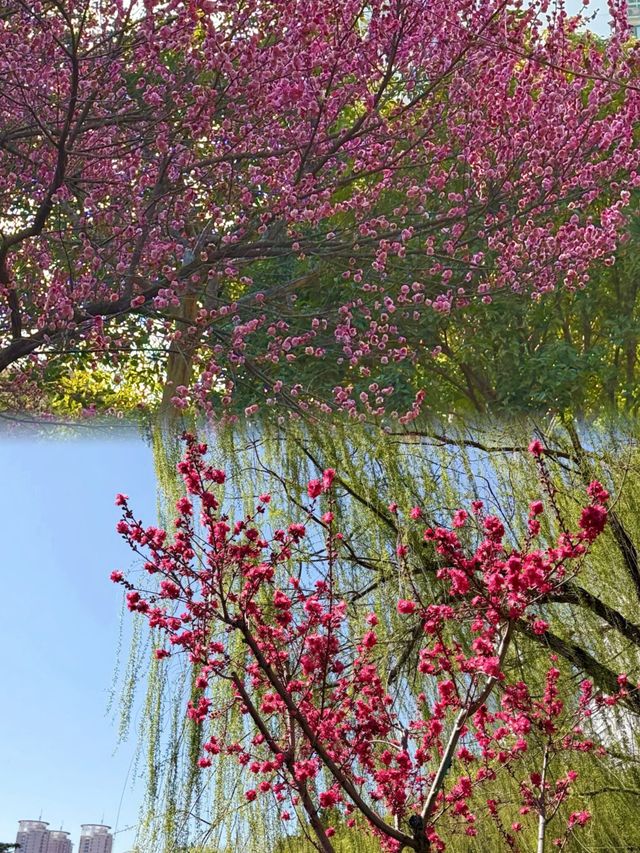 鄭州城市中的桃花源