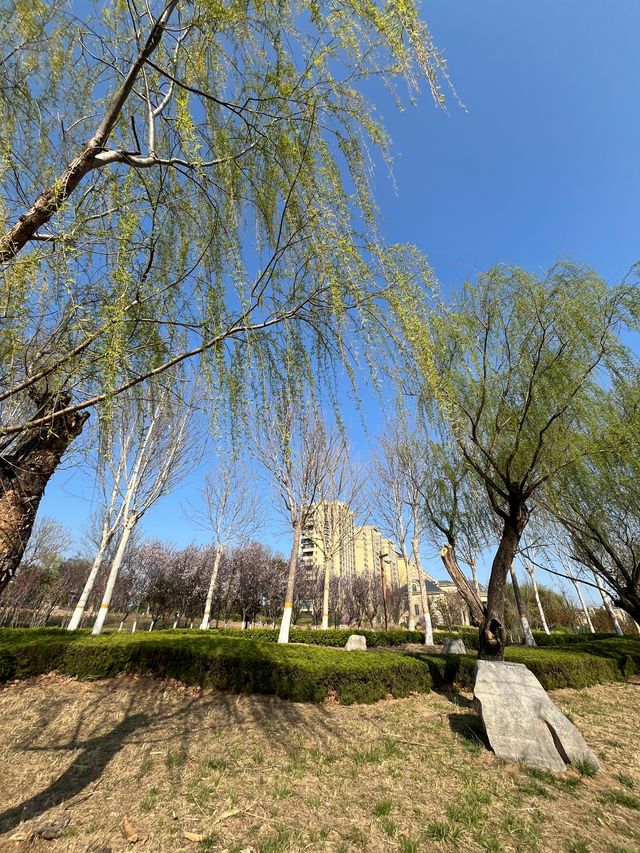 濰坊櫻花季限定！三大寶藏公園浪漫全開