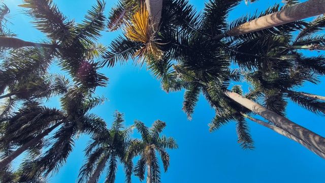 西雙版納超全旅遊攻略！吃喝玩樂一篇搞掂