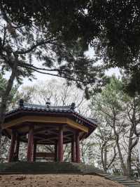 🌸济州島三無公園櫻花，簡直美到心巴上啦！🌸