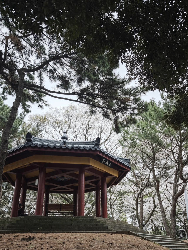 🌸济州島三無公園櫻花，簡直美到心巴上啦！🌸