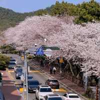 🌸釜山櫻花季必衝！海雲台「櫻花咖啡廳」美到像漫畫場景！
